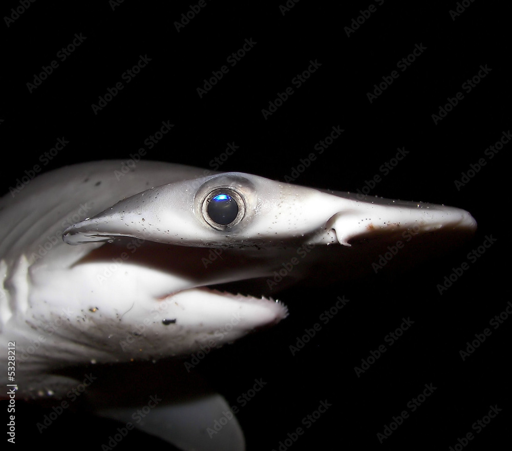 Obraz premium bonnethead (shovelhead) shark in florida