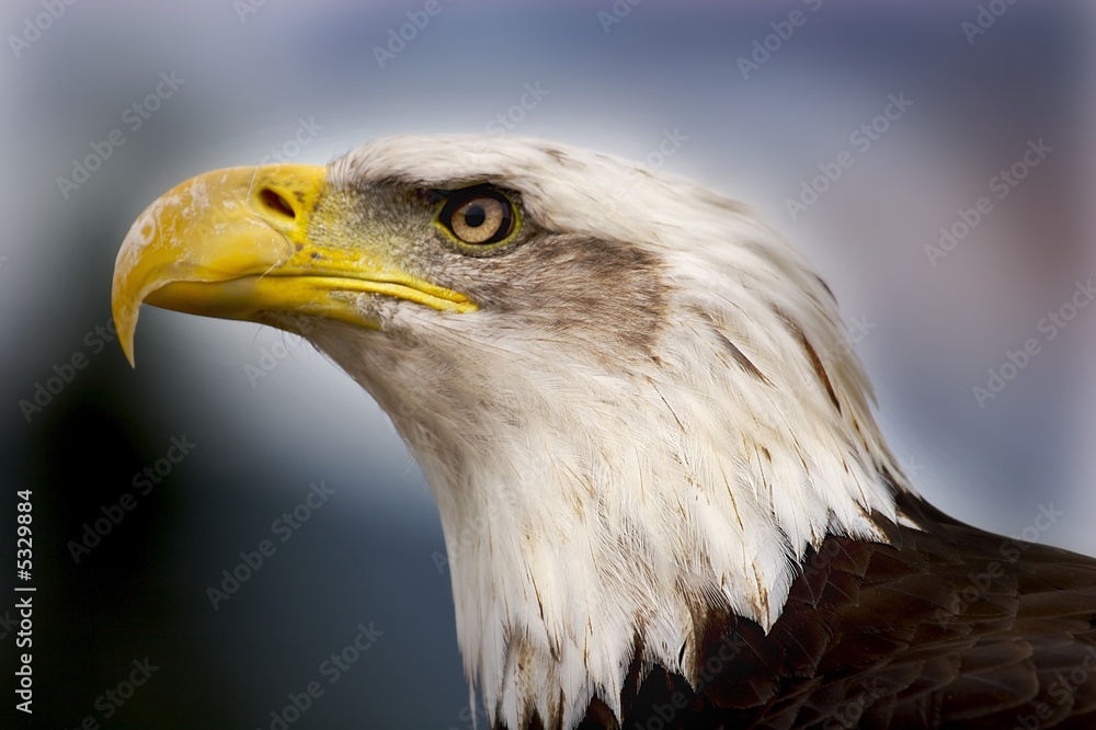 Fototapeta premium Bald eagle