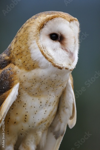 Barn owl