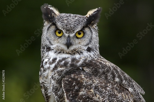 Great horned owl