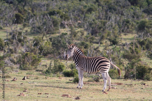 Burchell s Zebra  Equus burchellii 