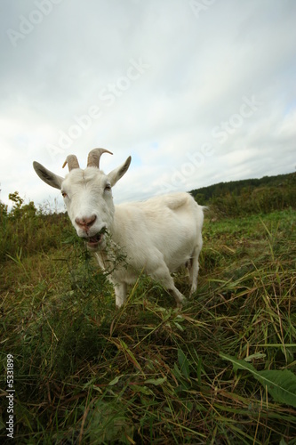 Goat eats and looks at the photographer