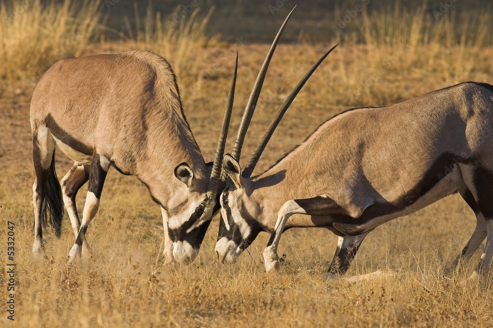 Fototapeta premium Gemsbok (Oryx gazella) fighting