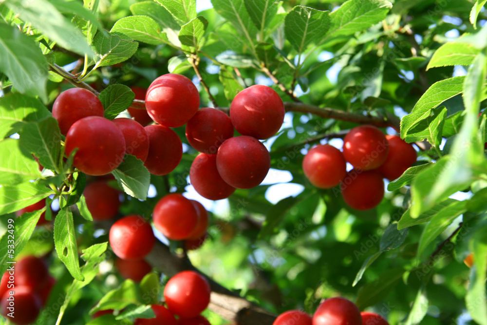 Obraz premium cherry plum