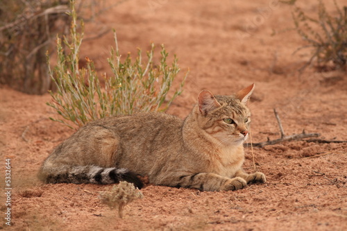 African Wildcat (Felis lybica)