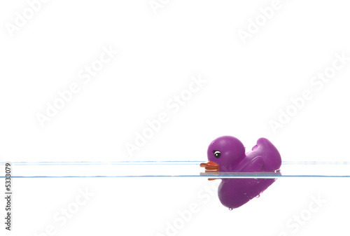 Purple duck sinking