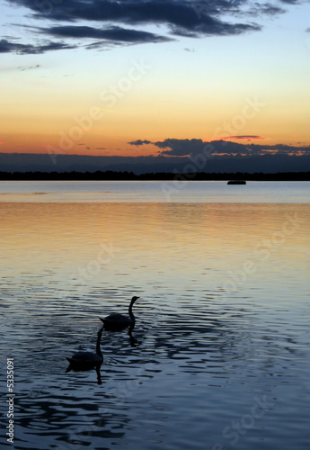 Sunset with Swans