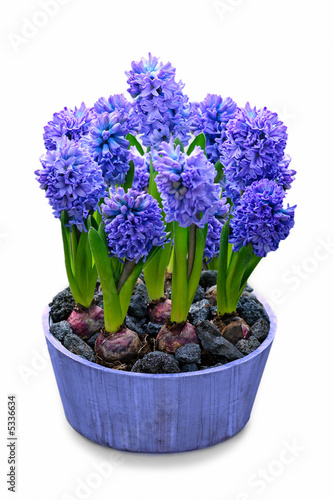 Gartenhyazinthe (Hyacinthus orientalis) photo