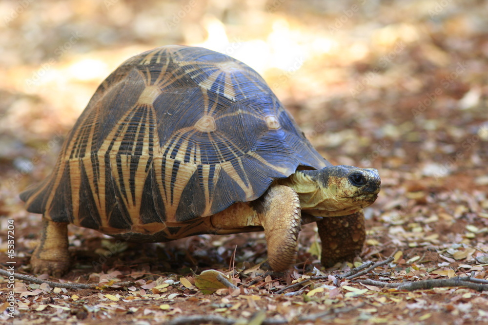 Fototapeta premium tortue radiée madagascar
