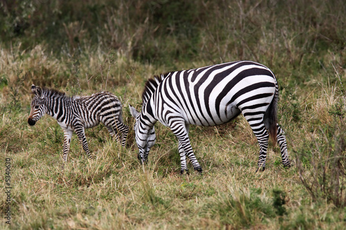 The Grevy s zebra  Equus grevyi 