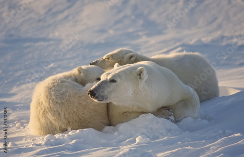 Polar bear and cubs in the Canadian Arctic