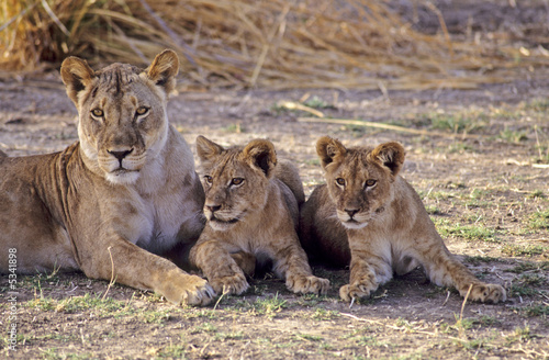 Bilde på lerret Lioness wih her cubs