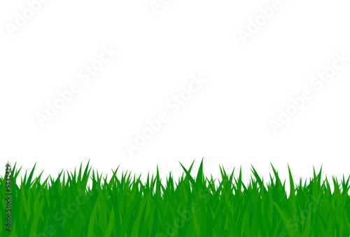 illustrated grass
