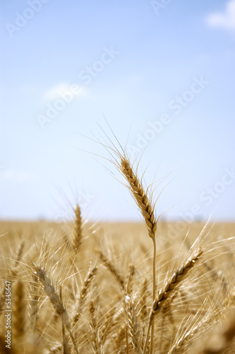 Ear of wheat in a field