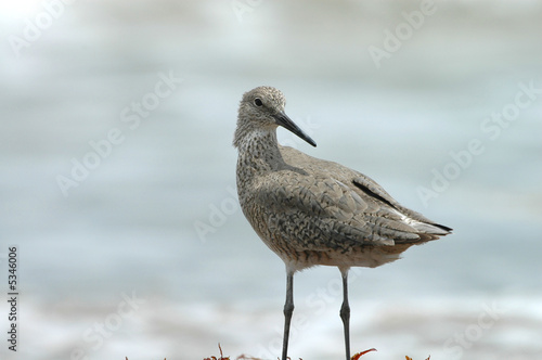 This willet bird is looking over it s shoulder 