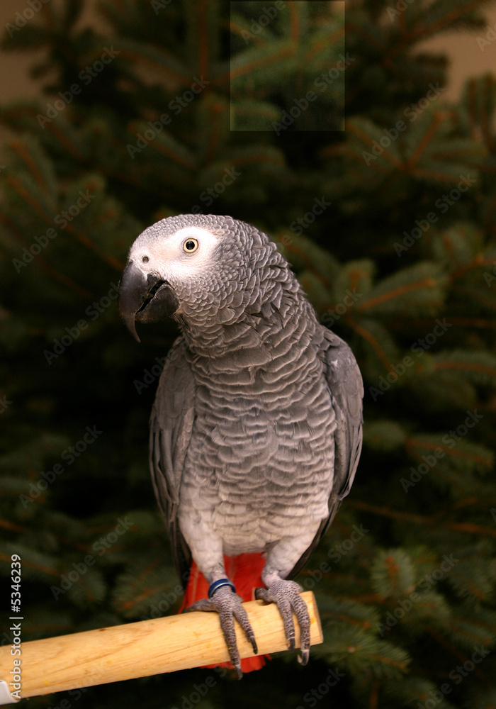 Fototapeta premium Congo African Grey Parrot