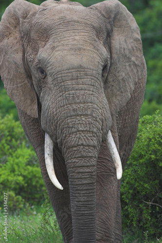 Elephant Bull (Loxodonta africana) © Jean-Marc Strydom
