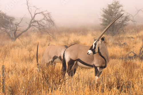 Gemsbok (Oryx gazella) in the mist