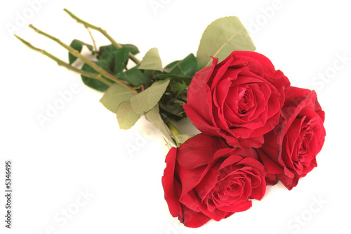 Three beautiful red roses lay on a white background