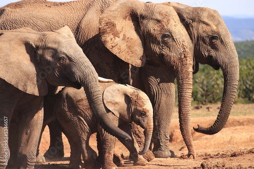 African Elephant Family (Loxodonta africana) at Waterhole