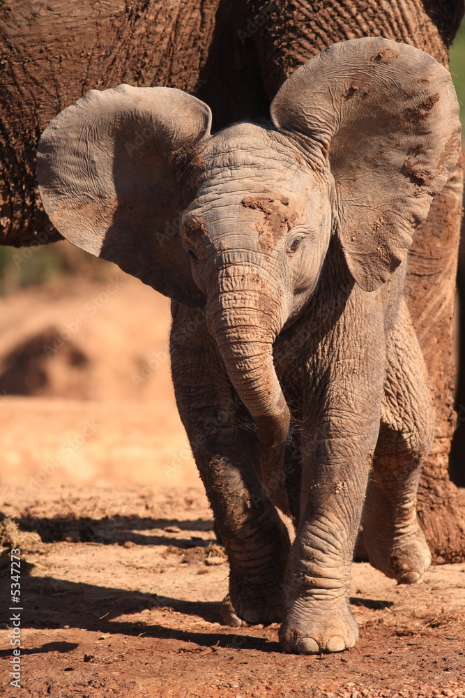 Fototapeta premium Baby African Elephant (Loxodonto Africana)