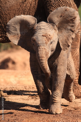 Baby African Elephant (Loxodonto Africana)