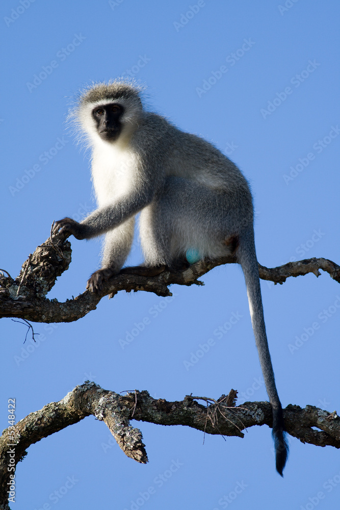 Obraz premium Vervet Monkey (Cercopithecus aethiops) aka Green Monkey