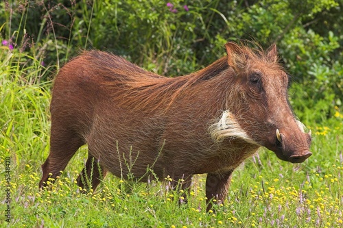 Photography Warthog (Phacochoerus africanus) in flowers