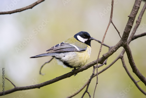 Titmouse close up on a tree in the spring