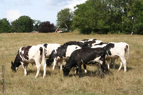 Swedish cows grazing