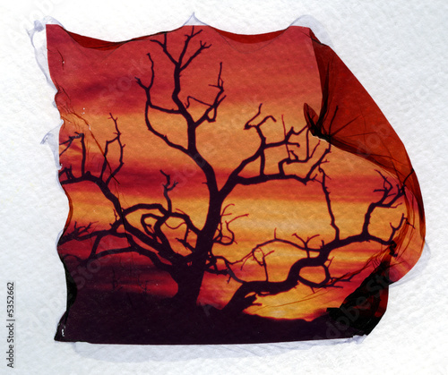 Foto Tree in blowing wind. Polaroid emulsion transfer.
