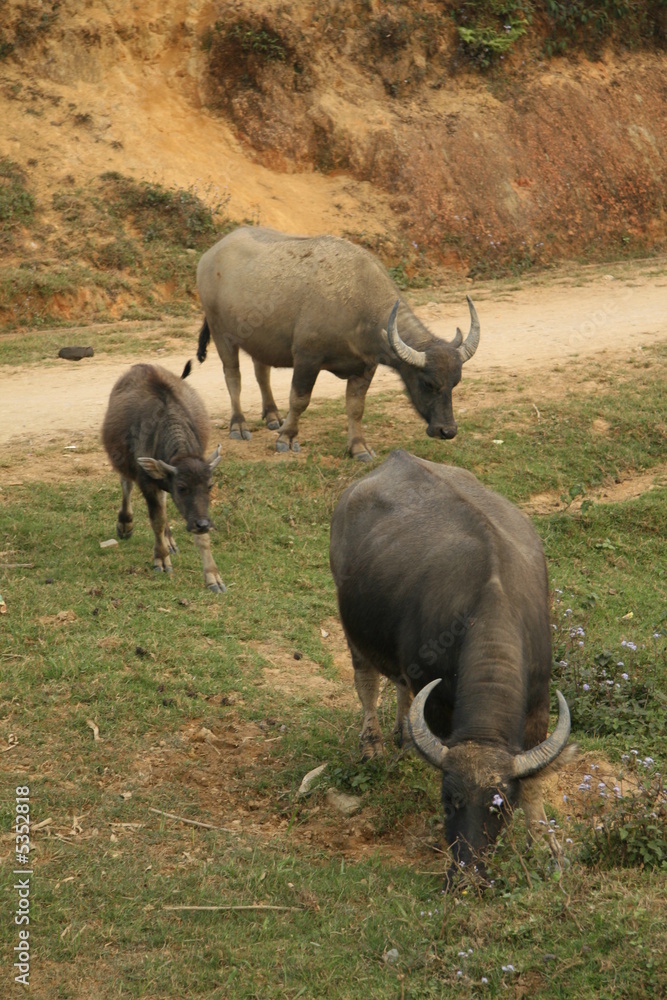 Water buffalos in Vietnam Water buffalos in Vietnam