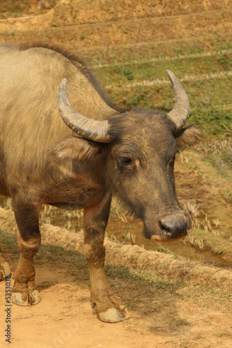 Vietnam water buffalo