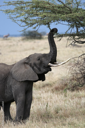 male African elephant  © snaptitude