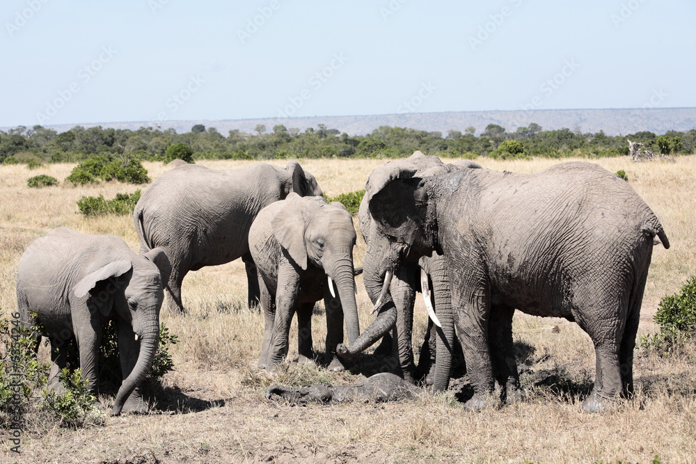 Fototapeta premium bunch of elephants playing with mud 