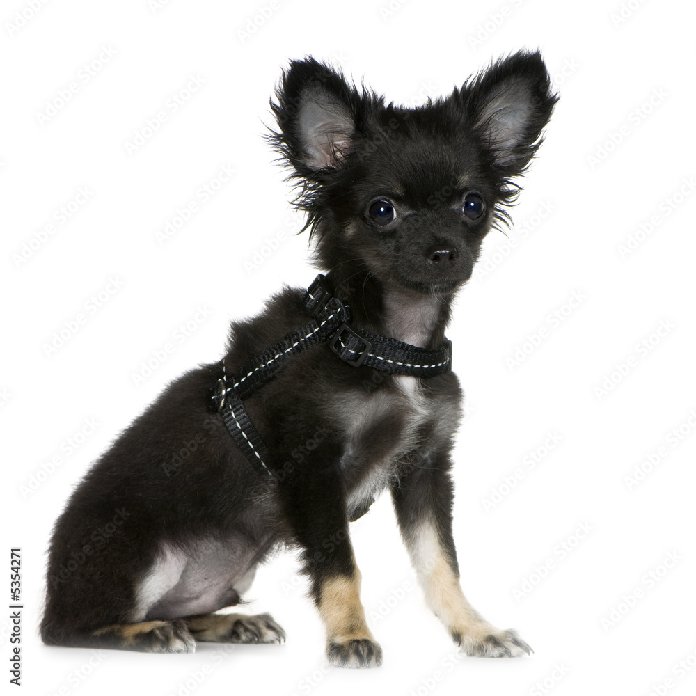 Obraz premium chihuahua (3 months)
