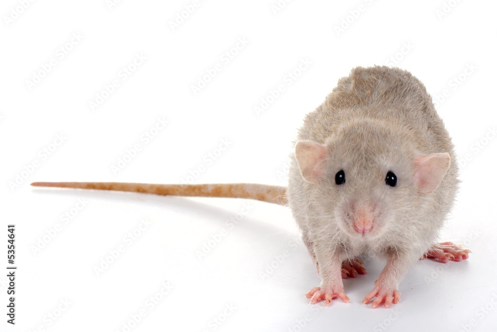 a little rat isolated on white background