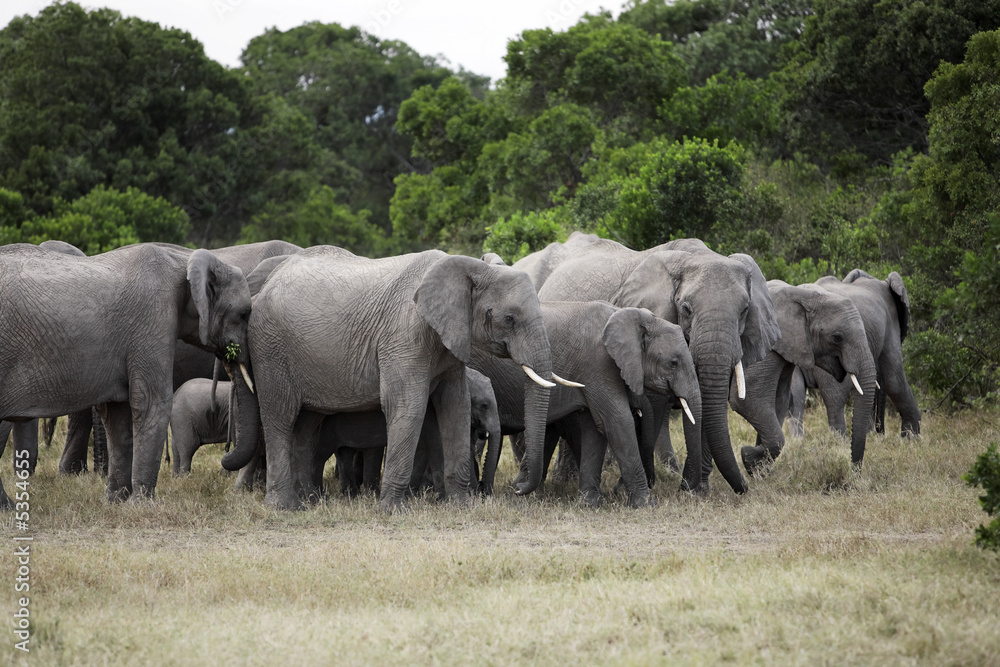 Fototapeta premium bunch of elephants