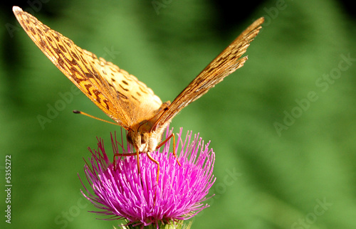 Orange Fritillary photo