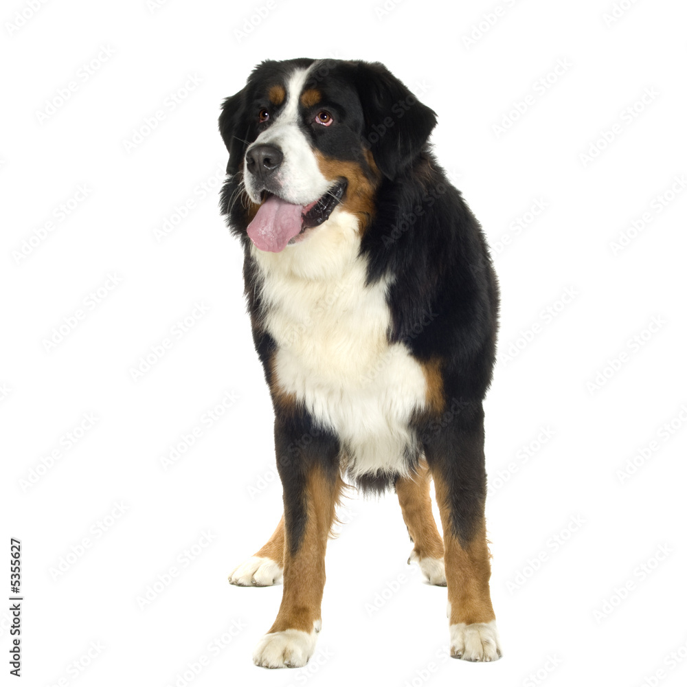 Bernese mountain dog (10 years)