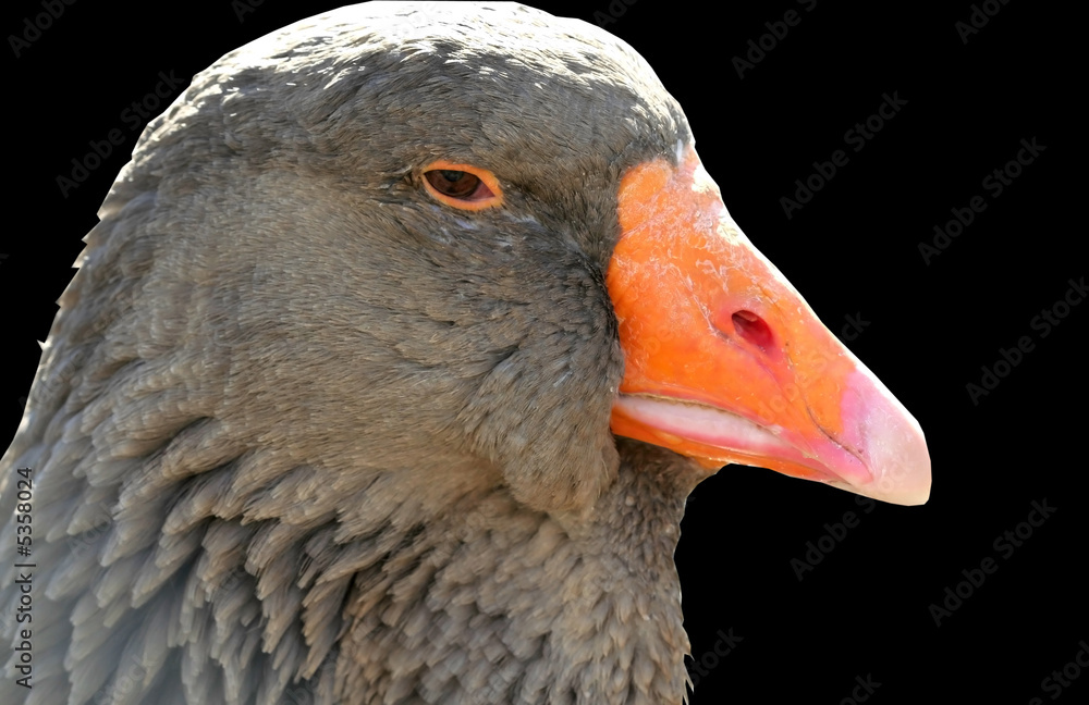 Close Up Shot Of Goose Close Up Shot Of Goose