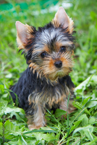 The puppy of the yorkshire terrier in a grass