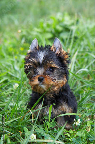 The puppy of the yorkshire terrier in a grass © Moyseeva Irina