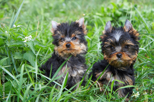 The puppy of the yorkshire terrier in a grass