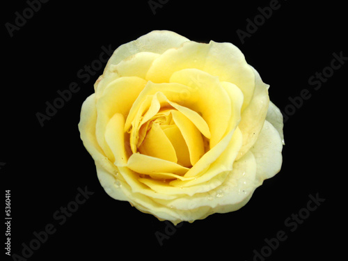 A yellow rose with black background