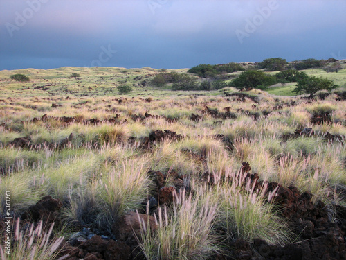 Purple Hawaiian Field