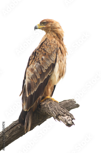 Tawny Eagle (Aquila rapax)