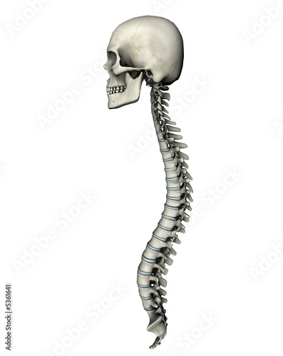 Human skull and spine lateral graphic on white background