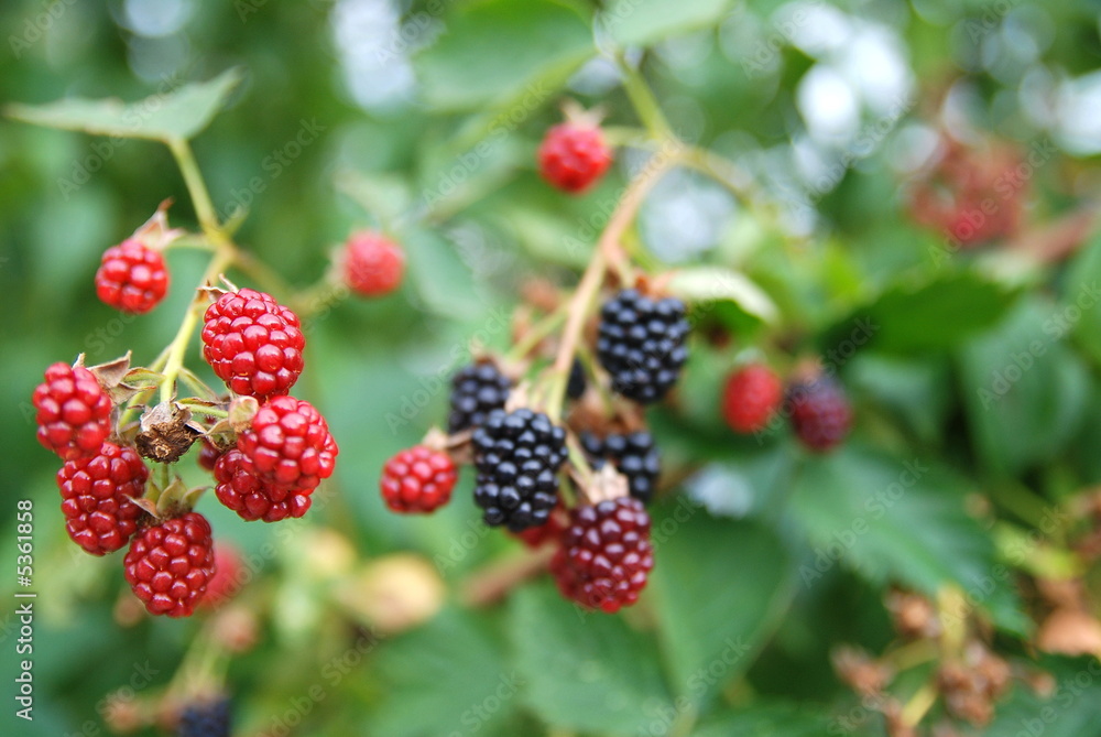 blackberry blackberry