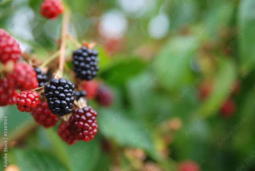 blackberry blackberry